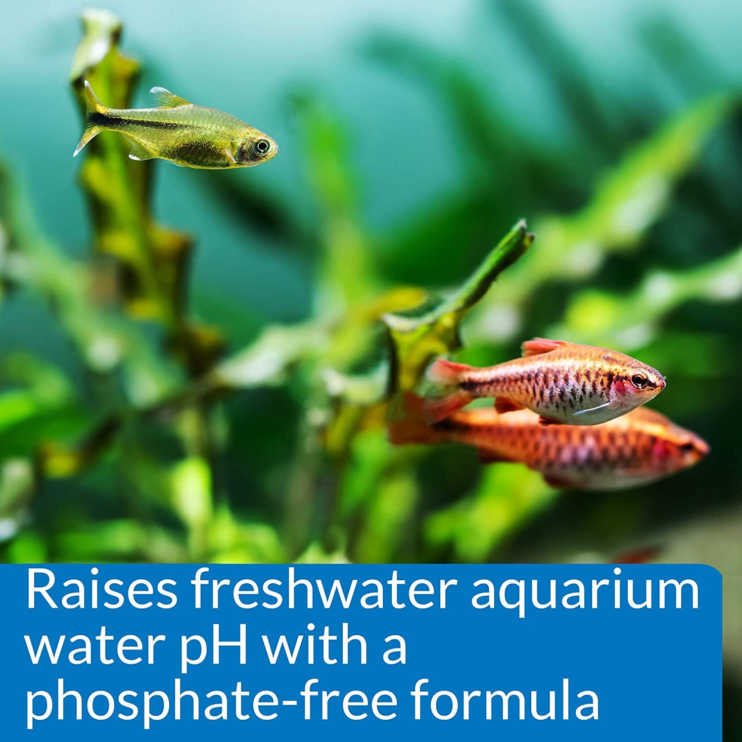 Ph up Freshwater Aquarium Water Ph Raising Solution for Fish,4-Ounce Bottle